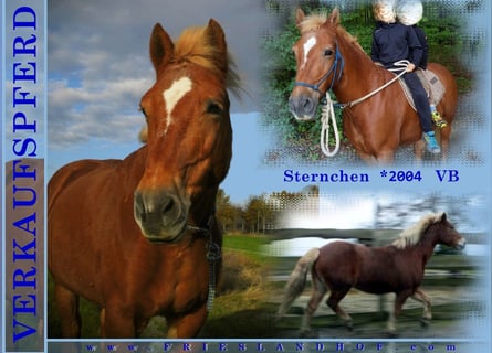 Haflinger Mestizo, Yegua, 19 años, Alazán