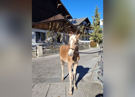 Haflinger, Yegua, 1 año, 148 cm