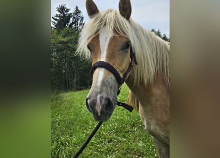 Haflinger, Yegua, 1 año, 153 cm, Alazán