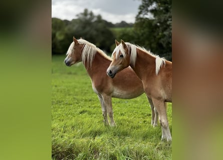 Haflinger, Yegua, 1 año, Alazán