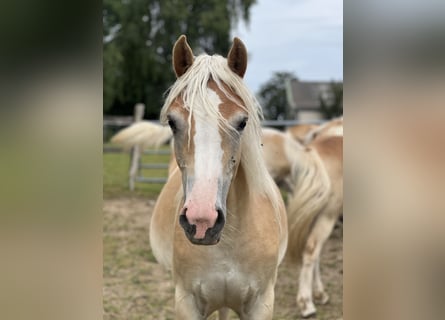 Haflinger, Yegua, 1 año, Alazán