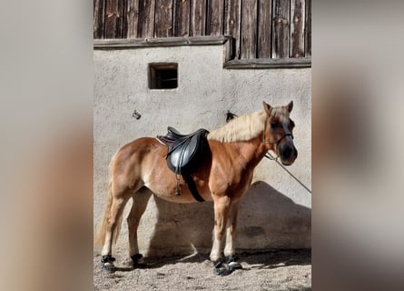 Haflinger, Yegua, 20 años, 150 cm, Alazán