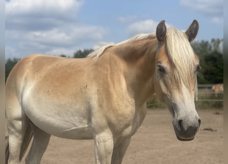 Haflinger, Yegua, 2 años, 155 cm