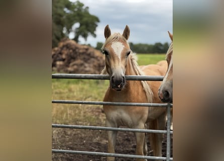 Haflinger, Yegua, 2 años, Alazán