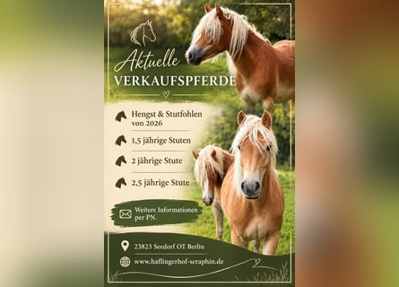 Haflinger, Yegua, 2 años, Alazán