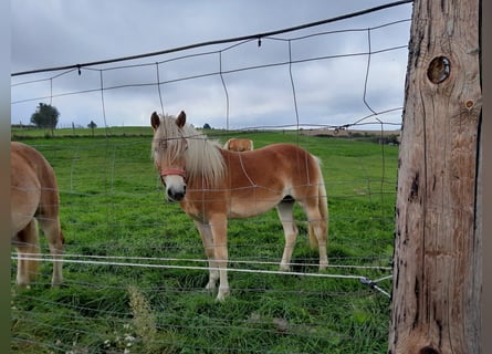 Haflinger, Yegua, 2 años, Alazán rojizo