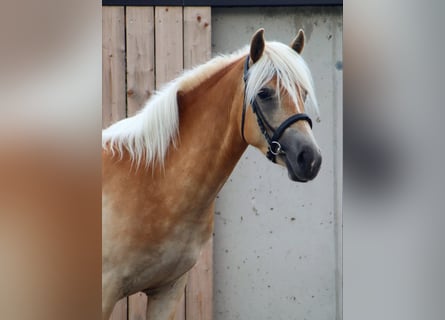 Haflinger, Yegua, 3 años, 145 cm, Alazán