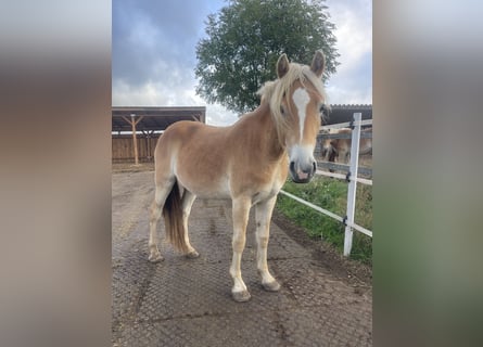 Haflinger, Yegua, 3 años, 149 cm