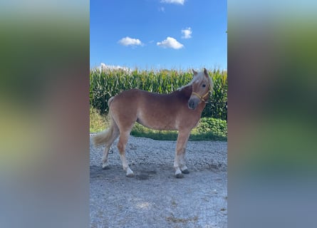 Haflinger, Yegua, 3 años, 150 cm, Alazán