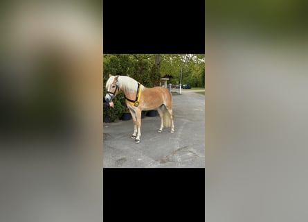 Haflinger, Yegua, 3 años, 153 cm, Alazán