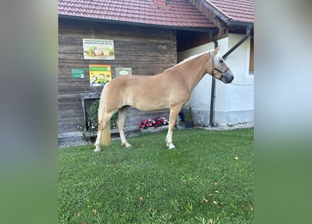Haflinger, Yegua, 3 años, 153 cm, Alazán