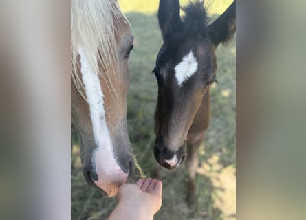 Haflinger, Yegua, 4 años, 140 cm