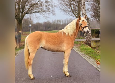 Haflinger, Yegua, 4 años, 148 cm, Palomino