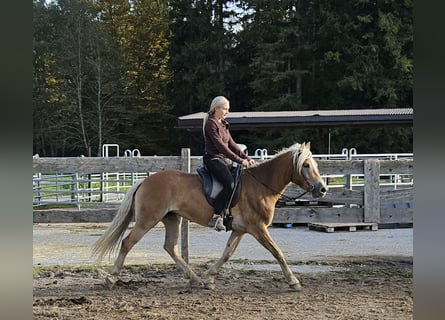 Haflinger, Yegua, 4 años, 150 cm, Champán