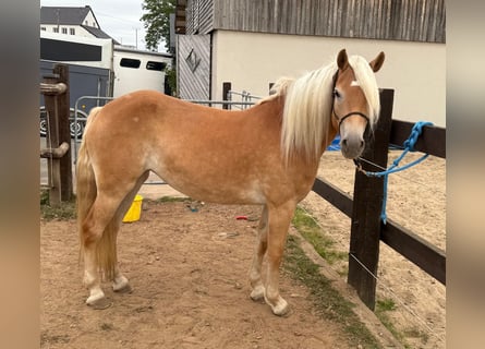 Haflinger, Yegua, 4 años, 152 cm, Alazán