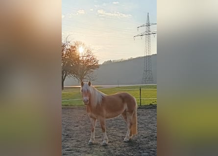 Haflinger, Yegua, 4 años