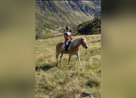 Haflinger, Yegua, 5 años, 149 cm, Alazán
