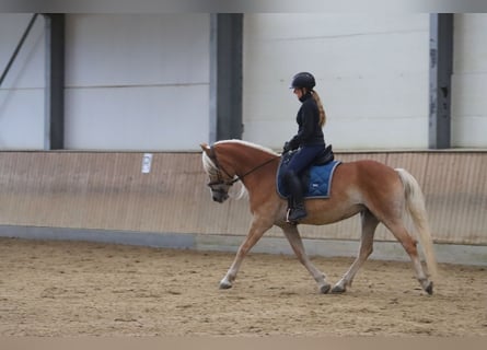 Haflinger, Yegua, 6 años, 153 cm, Palomino