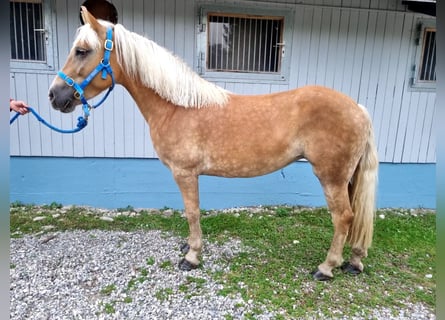 Haflinger, Yegua, 6 años