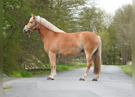 Haflinger, Yegua, 7 años, 145 cm, Castaño