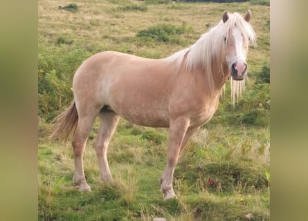 Haflinger, Yegua, 7 años, 150 cm, Alazán