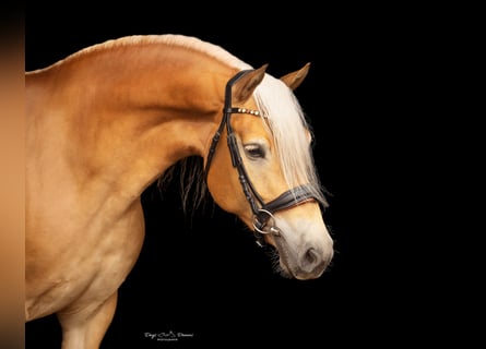 Haflinger, Yegua, 7 años, 152 cm, Alazán