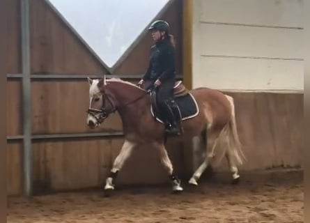 Haflinger, Yegua, 7 años