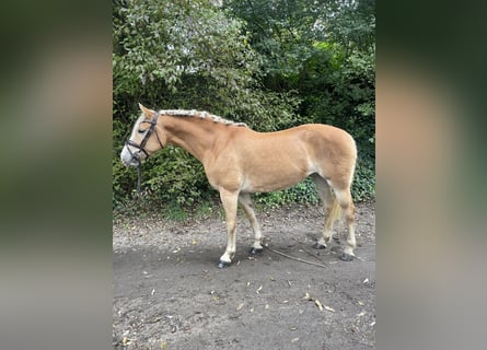 Haflinger, Yegua, 9 años, 146 cm, Alazán