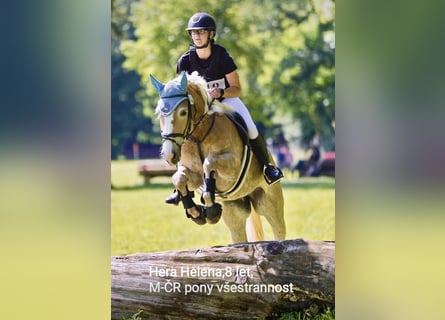 Haflinger, Yegua, 9 años, 148 cm, Alazán