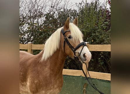 Haflinger, Yegua, 9 años, 150 cm, Alazán