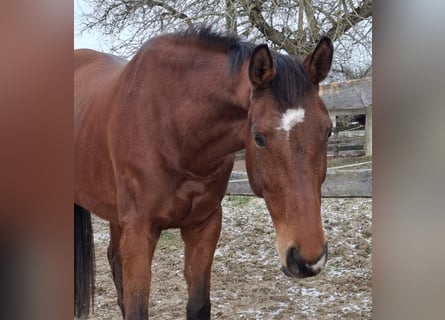 Haflinger, Yegua, 9 años, 165 cm