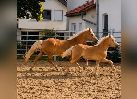 Haflinger, Yegua, Potro (03/2026)