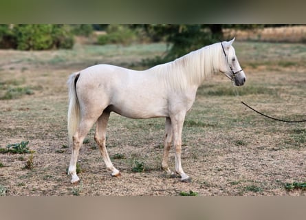 Halbaraber Mix, Hengst, 1 Jahr, 131 cm, Palomino