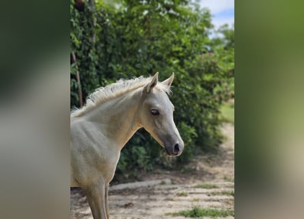Halbaraber Mix, Hengst, Fohlen (05/2023), 131 cm, Palomino