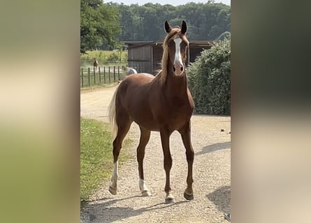 Halbaraber, Wallach, 1 Jahr, 154 cm, Fuchs