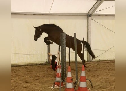 Halbaraber, Wallach, 3 Jahre, 157 cm, Brauner