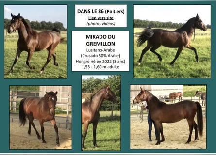 Half Arabs, Gelding, 3 years, 15,1 hh, Brown