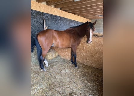 Half Arabs, Gelding, 7 years, 15.1 hh, Bay-Dark