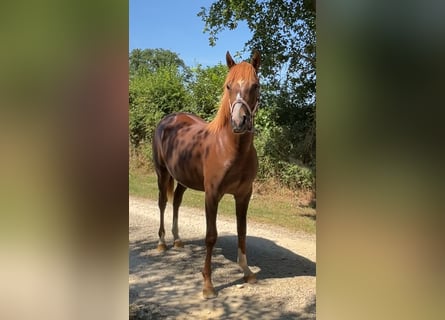 Half Arabs, Mare, 1 year, 13,2 hh, Chestnut