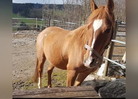 Half Arabs, Mare, 9 years, 14.1 hh, Chestnut-Red