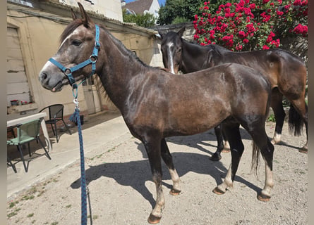 Half Arabs Mix, Stallion, 3 years, 14.1 hh, Roan-Red