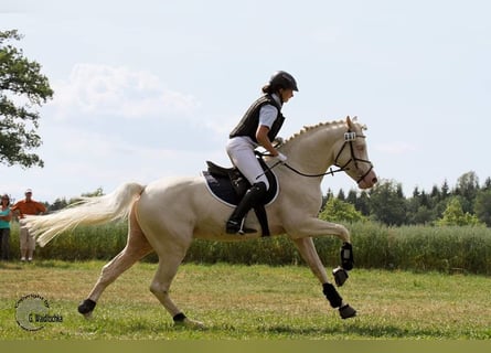 Half Arabs, Stallion, 13 years, 15,2 hh, Cremello