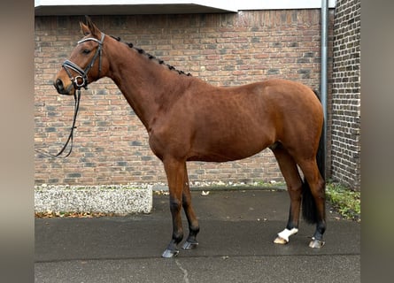 Hannover, Castrone, 10 Anni, 160 cm, Baio