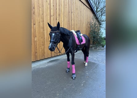 Hannover, Castrone, 10 Anni, 166 cm, Morello