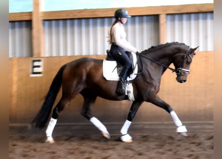 Hannover, Castrone, 10 Anni, 167 cm, Baio