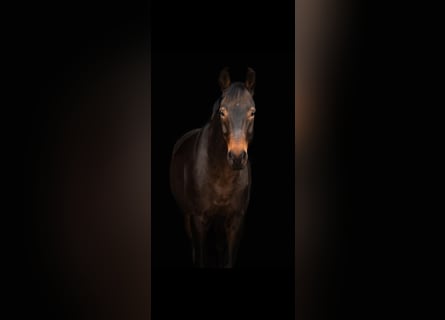 Hannover, Castrone, 10 Anni, 168 cm, Baio scuro