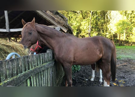 Hannover, Castrone, 10 Anni, 168 cm, Sauro scuro