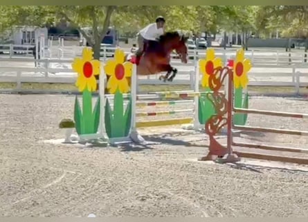 Hannover, Castrone, 10 Anni, 170 cm, Baio ciliegia