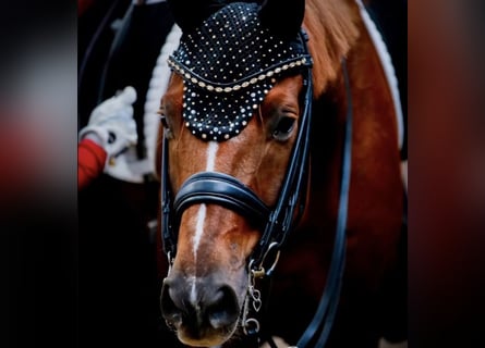 Hannover, Castrone, 10 Anni, 170 cm, Sauro