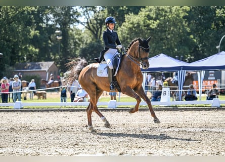 Hannover, Castrone, 10 Anni, 170 cm, Sauro scuro